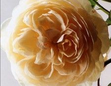 Clay Perry - Englands Rose, De. , 