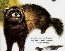 Poortvliet Vliet Nature 384 Sun. Poortvliet, �����