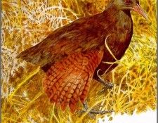 pa TonyOliver AustralianEndangeredWildlife 09. , 