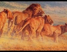 bs- Brian Jarvi- Return Of The Wildebeest. , 