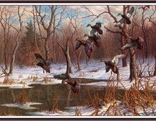 bs-na- Harry C Adamson- Wild Bounty- Black Ducks. ,  C