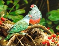 pa EgoGuiotto AG2004 12 Rose CrownedFruit Dove. Guiotto, 