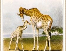 Hills-Robert Giraffes-sj. �����, ������