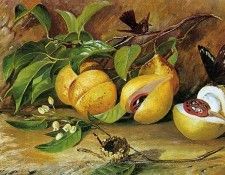 North Marianne Flowers fruit of Nutmeg tree Sun. , 