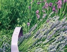 Amanda Bradley - August 2001, De. ������, ������