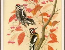 Sj WbZ 07 Yellow-bellied Sapsucker. ���������, �������