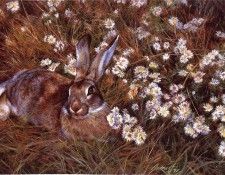 lrs-AldrichEdward-Jackrabbit. Aldrich, ������