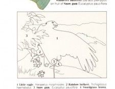 Oz AGls076 Tony Oliver Little Eagle Key. , 