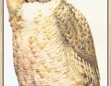 BarrettPeter EagleOwl-We. , 