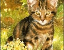 pa ChrissieSnelling Cats 07. , 
