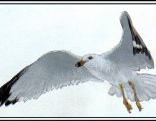 D50-AWE041-BR-Ring-Billed Gull 1. Bansemer, 