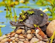pa EgoGuiotto 02 MacquarieTurtle. Guiotto, 