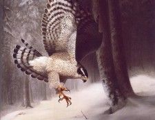 lrs Frace Chas Northern Goshawk. Frace, ������