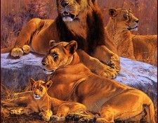 bs-na- Kim Donaldson- Lion Kingdom. , 