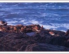 bs-na- David Ward- Birds Of A Feather. , 