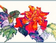 bs-flo- Sara Steele- Big Rock Hibiscus. , 