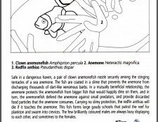 pa EgoGuiotto AG2004 11 ClownAnemonefish Key. Guiotto, 