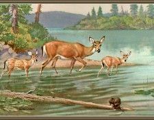 cr WalterWebber-07-WhiteTailedDeer. ������, �������