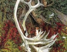 kb Doolittle 07 02 Caribou Country. , 