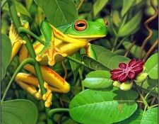 pa KevinStead 00 Orange ThighedFrog. , 