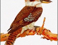 pa TonyOliver AustralianBirds 31 Kookaburra. , 