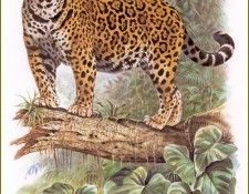 PO pfrd 010 Jaguar. Dallet, 
