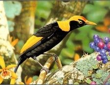 pa EgoGuiotto AG2004 02 RegentBowerbird. Guiotto, 