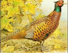 pa BasilEde 59 Pheasant. , 