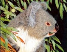 pa AGA 01 KevinStead Koala. , 