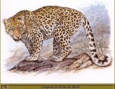 PO pfrd 048 L�opard de Perse du Nord. Dallet, ������