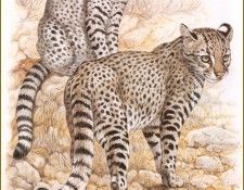 PO pfrd 032 Chat de Geoffroy. Dallet, ������