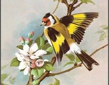 pa BasilEde 03 Goldfinch. , 