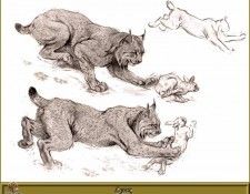 PO pfrd 124 Lynx. Dallet, ������