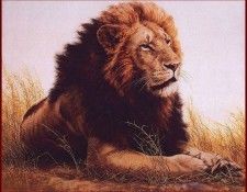 lrsCoheleachGuy-NgorongoroLion. Coheleach, 