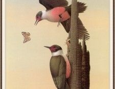 Sj WbZ 17 Lewiss Woodpecker. , 