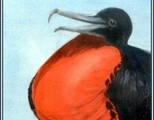 D50-AWE035-RB-Frigatebird 3. Bansemer, 