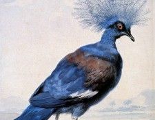 Schouman Aert Crowned pigeon Sun. Schouman, 