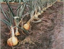 BarbaraNewton-Vashon Onions cr. ������, �������