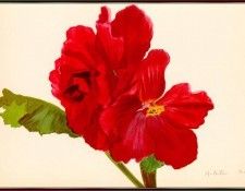 Davids RoseCarminTuberousBegonia-sj. 