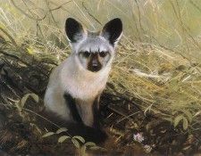kb Coleman Michael Bat-eared Fox. Coleman, Майкл