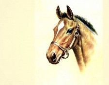 illustrated horse csg004 donald schwartz. , 