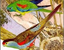 pa TonyOliver AustralianEndangeredWildlife 02. , 