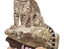 bs- Nicholas Wilson- Ocelot. , 