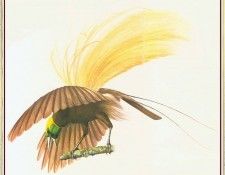 BarrettPeter GreaterBirdofParadise-We. �������, �����