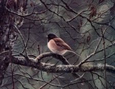 Terry Isaac - Rainy Day Juncos, De. , 