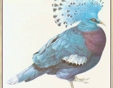BarrettPeter VictoriaCrownedPigeon-We. , 