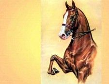 illustrated horse csg016 donald schwartz. , 