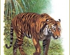 PO pfrd 004 Tigre de Sumatra. Dallet, ������