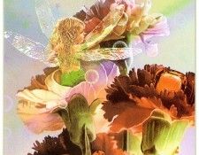 kb Cross Tom Win Carnation Fairy. , 