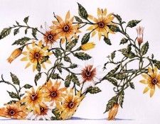 Dennis Kyte - Black-eyed Susan (I), De. , 
